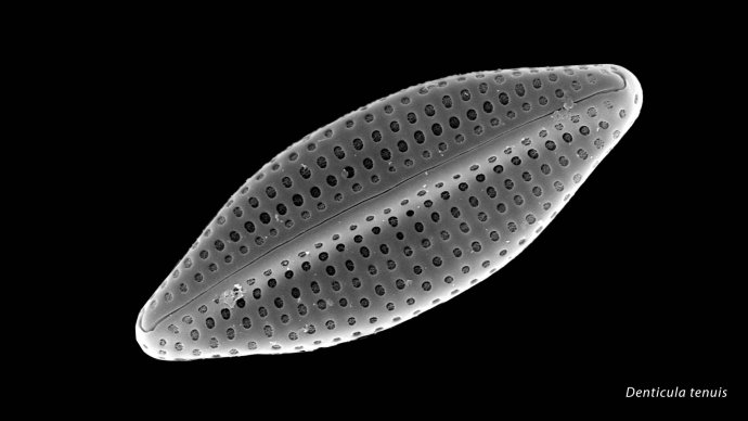 Denticula tenuis