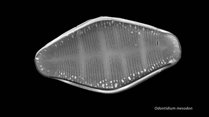 Odontidium mesodon