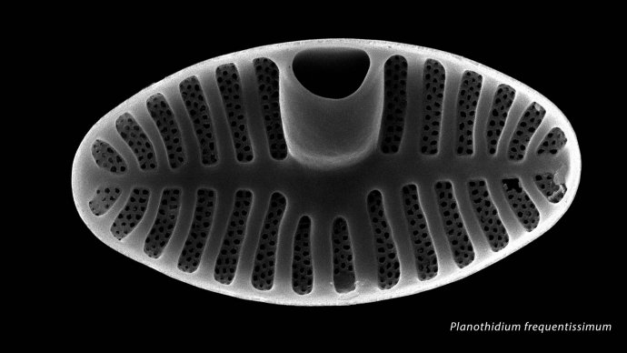 Planothidium frequentissimum