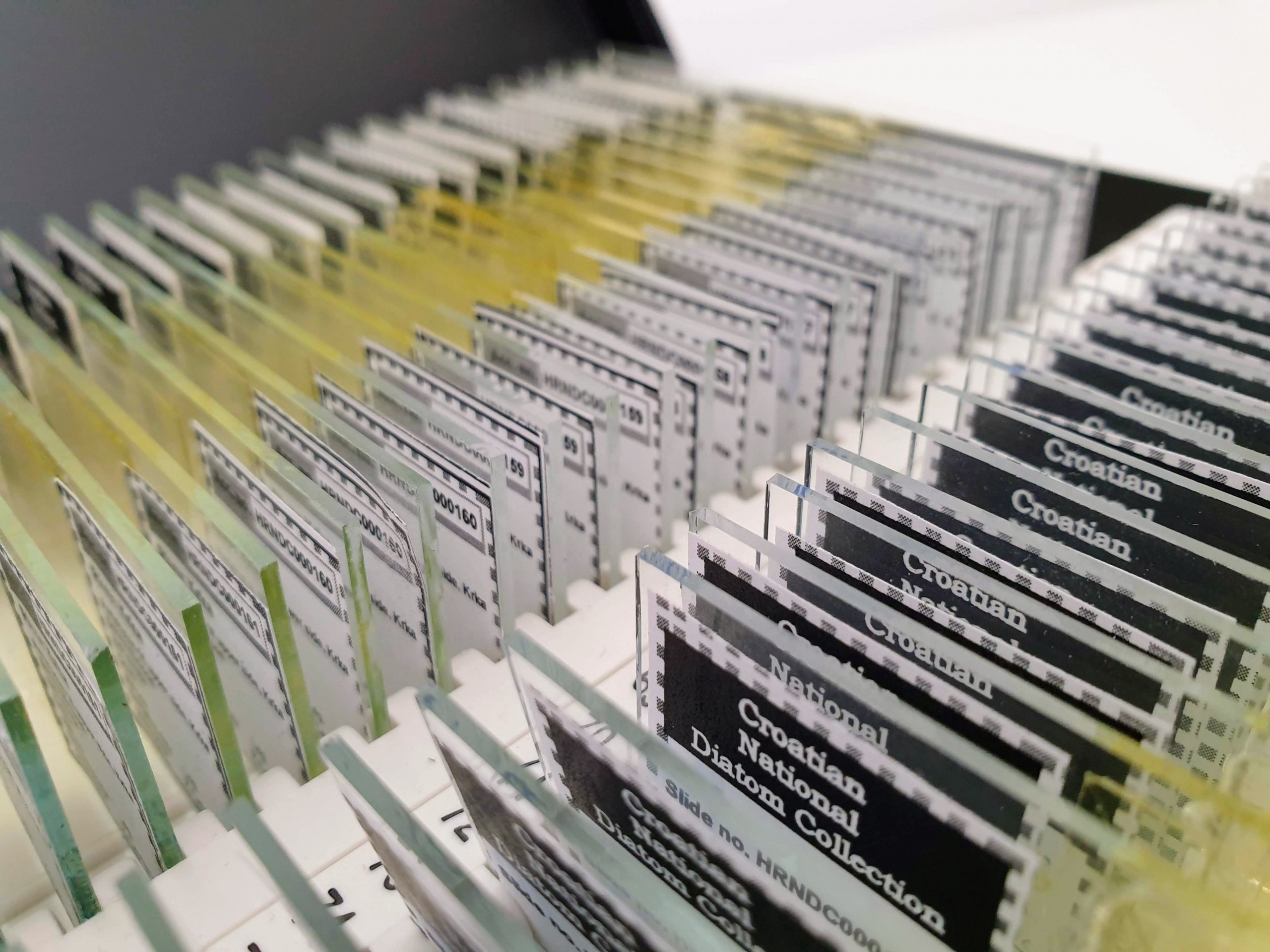slide-diatom collection